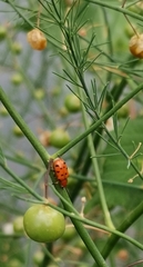 Crioceris duodecimpunctata