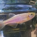 Pearl Danio - Photo (c) Cheryl Stinchcomb, some rights reserved (CC BY), uploaded by Cheryl Stinchcomb