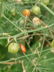 Crioceris duodecimpunctata