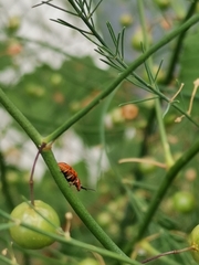 Crioceris duodecimpunctata