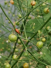 Crioceris duodecimpunctata