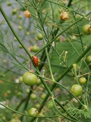 Crioceris duodecimpunctata