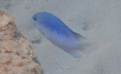 Pomacentrus australis