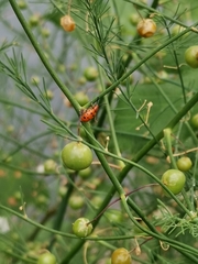 Crioceris duodecimpunctata