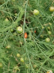 Crioceris duodecimpunctata