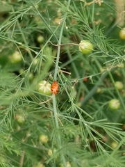 Crioceris duodecimpunctata