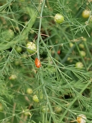 Crioceris duodecimpunctata