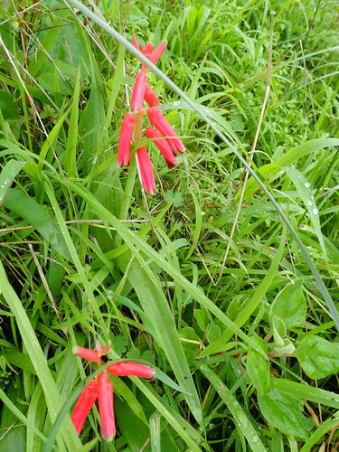 Lachenalia bulbifera