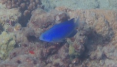 Pomacentrus australis