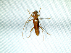 Aneflomorpha