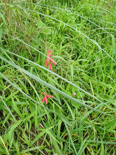 Lachenalia bulbifera