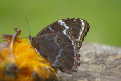 Morpho helenor coelestis