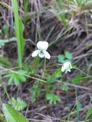 Viola patrinii