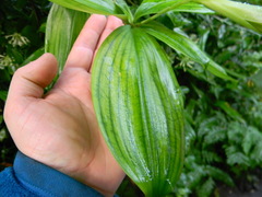 Dracaena surculosa