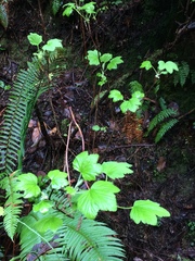 Ribes sanguineum glutinosum