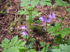 Soldanella carpatica