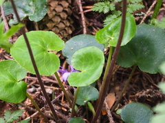 Soldanella carpatica