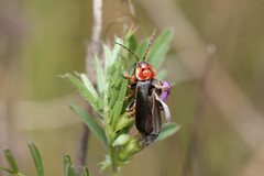 Cantharis annularis