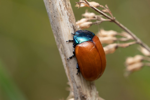 Chrysolina grossa