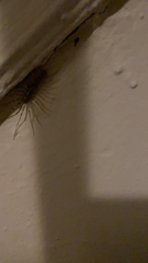 Scutigera coleoptrata