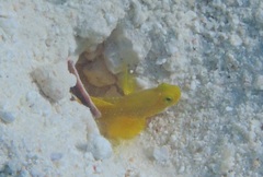 Cryptocentrus cinctus