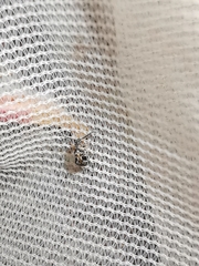 Bruchidius bimaculatus