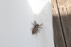 Menemerus taeniatus