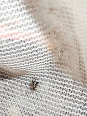 Bruchidius bimaculatus