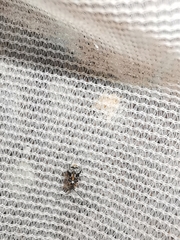 Bruchidius bimaculatus