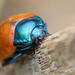 Chrysolina grossa - Photo (c) Martin Galli, some rights reserved (CC BY-NC), uploaded by Martin Galli