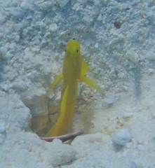Cryptocentrus cinctus
