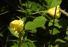 Oenothera oehlkersi