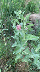 Asclepias speciosa