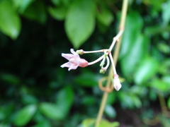 Urceola rosea