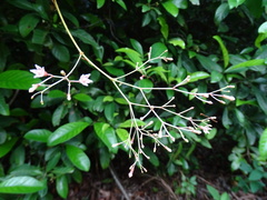 Urceola rosea