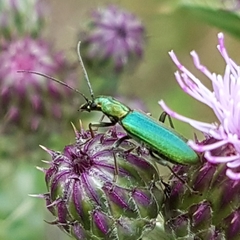 Chrysanthia viridissima