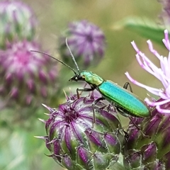 Chrysanthia viridissima