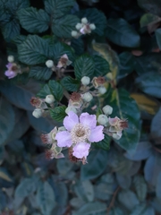 Rubus