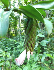 Costus acreanus