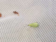 Polydrusus planifrons