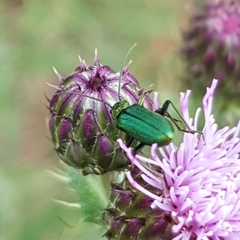 Chrysanthia viridissima