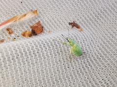 Polydrusus planifrons