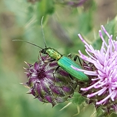 Chrysanthia viridissima