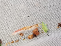 Polydrusus planifrons