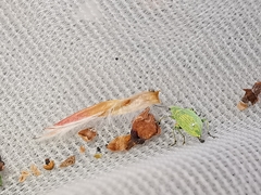 Polydrusus planifrons