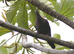Patagioenas plumbea