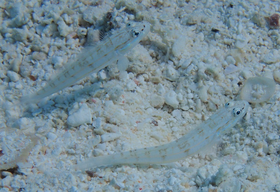 Parva Goby