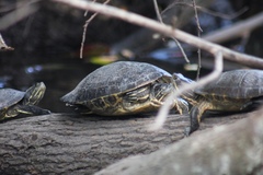 Trachemys decussata