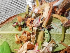 Polydrusus planifrons