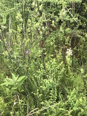 Platanthera leucophaea
